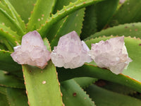Natural Cactus Flower Sunburst Spirit Amethyst Clusters x 20 From Boekenhouthoek, South Africa