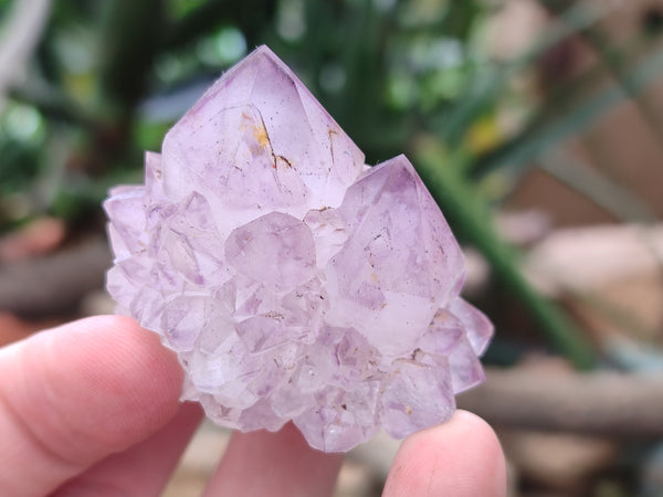 Natural Cactus Flower Sunburst Spirit Amethyst Clusters x 20 From Boekenhouthoek, South Africa