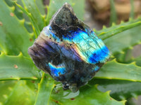 Polished On One Side Labradorite Slabs x 35 From Tulear, Madagascar