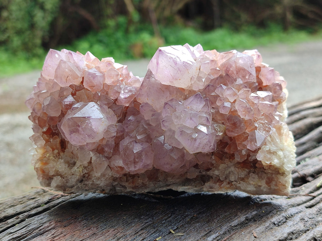 Natural Cactus Flower Sunburst Spirit Amethyst Clusters x 4 From Boekenhouthoek, South Africa - Toprock Gemstones and Minerals 