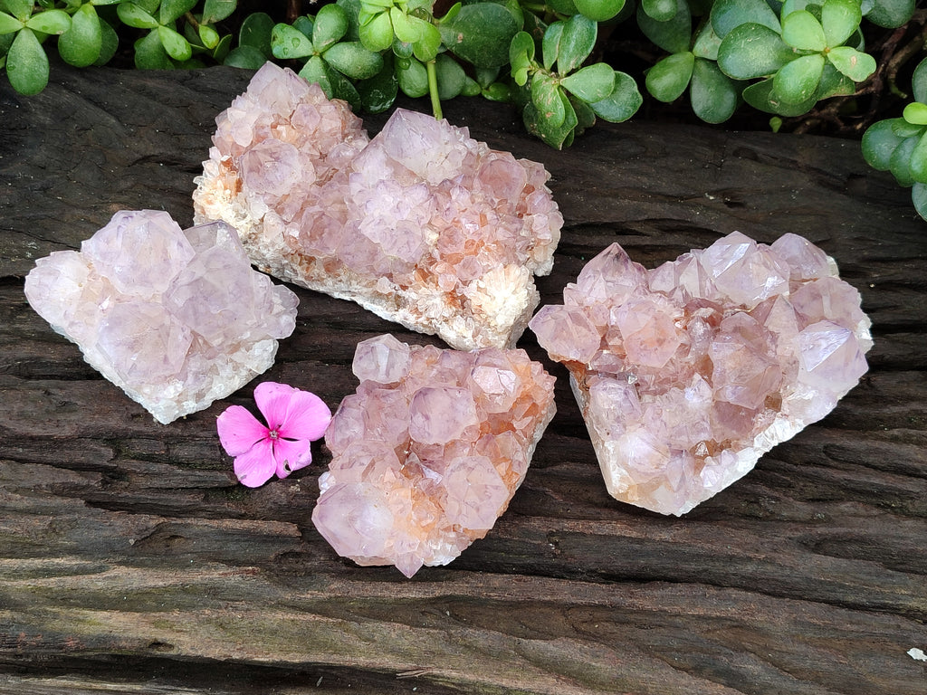 Natural Cactus Flower Sunburst Spirit Amethyst Clusters x 4 From Boekenhouthoek, South Africa - Toprock Gemstones and Minerals 