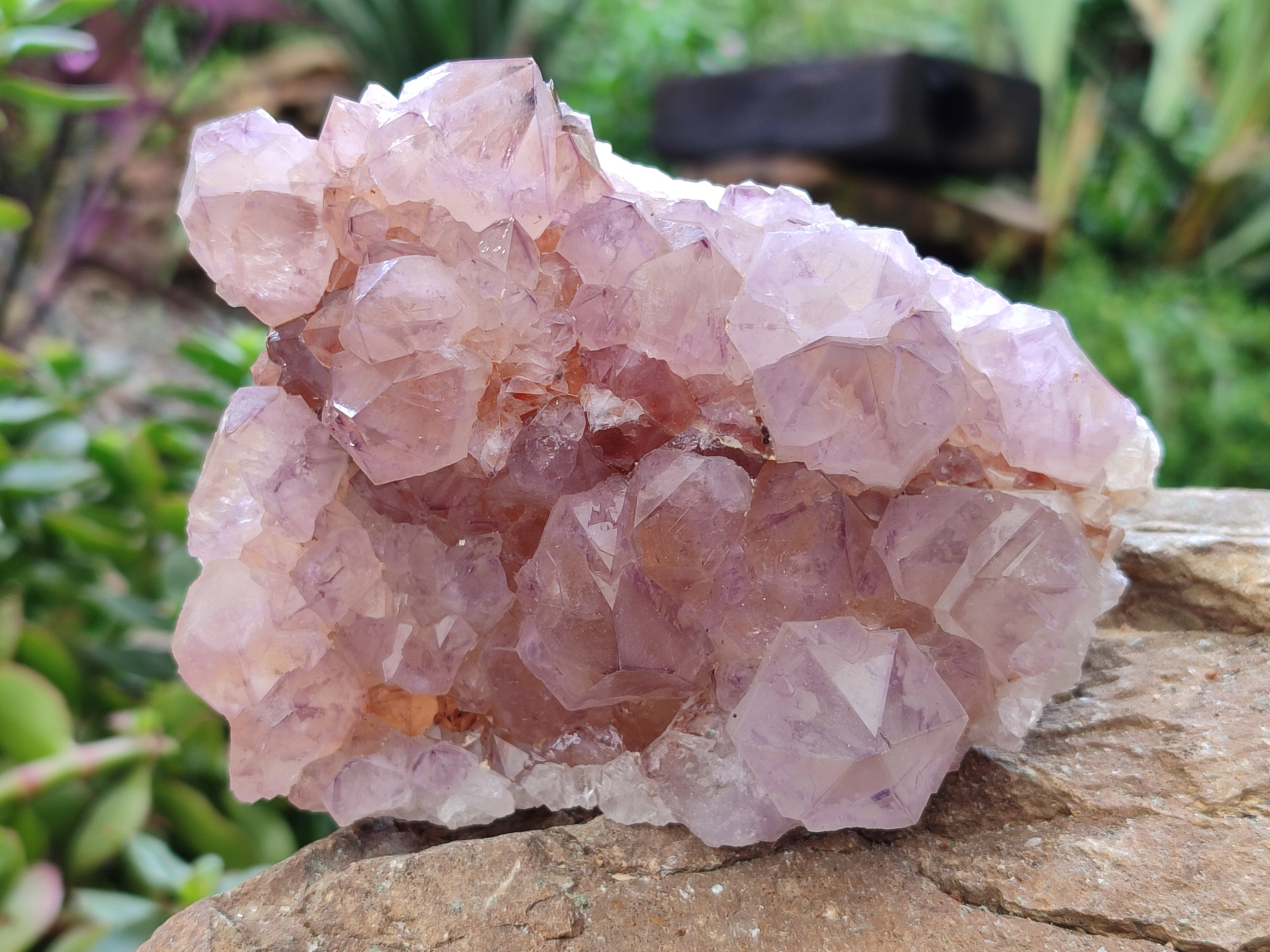 Natural Cactus Flower Sunburst Spirit Amethyst Clusters x 4 From Boekenhouthoek, South Africa - Toprock Gemstones and Minerals 