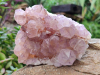 Natural Cactus Flower Sunburst Spirit Amethyst Clusters x 4 From Boekenhouthoek, South Africa