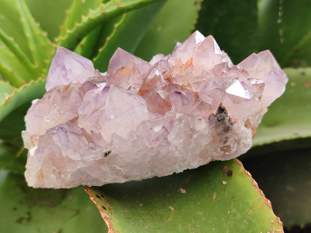 Natural Cactus Flower Sunburst Spirit Amethyst Clusters x 4 From Boekenhouthoek, South Africa - Toprock Gemstones and Minerals 