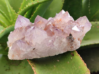 Natural Cactus Flower Sunburst Spirit Amethyst Clusters x 4 From Boekenhouthoek, South Africa