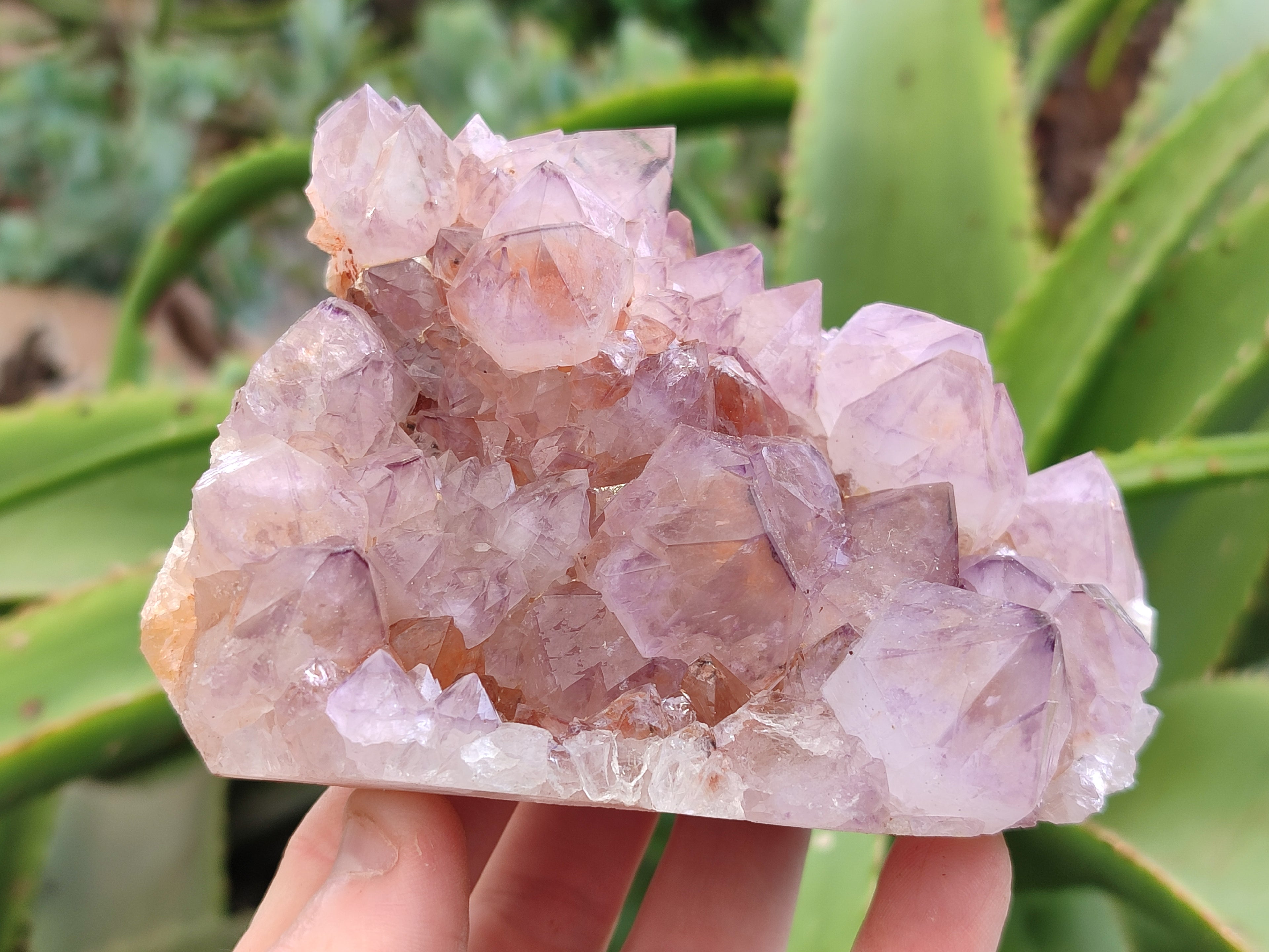 Natural Cactus Flower Sunburst Spirit Amethyst Clusters x 4 From Boekenhouthoek, South Africa - Toprock Gemstones and Minerals 