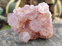 Natural Cactus Flower Sunburst Spirit Amethyst Clusters x 4 From Boekenhouthoek, South Africa