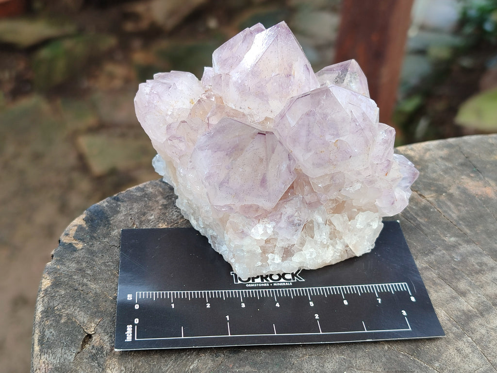 Natural Cactus Flower Sunburst Spirit Amethyst Clusters x 4 From Boekenhouthoek, South Africa - Toprock Gemstones and Minerals 