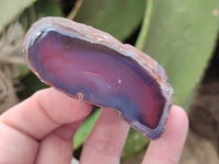 Polished On One Side Red Sashe River Agate Nodules x 12 From Zimbabwe