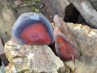 Polished On One Side Red Sashe River Agate Nodules x 12 From Zimbabwe