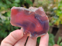 Polished On One Side Red Sashe River Agate Nodules x 12 From Zimbabwe