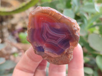 Polished On One Side Red Sashe River Agate Nodules x 12 From Zimbabwe