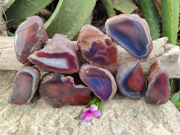 Polished On One Side Red Sashe River Agate Nodules x 12 From Zimbabwe