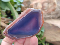 Polished On One Side Red Sashe River Agate Nodules x 12 From Zimbabwe