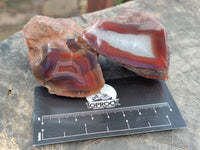 Polished On One Side Red Sashe River Agate Nodules x 12 From Zimbabwe