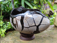 Polished Septerye Sauvage "Dragons Egg" x 1 From Mahajanga, Madagascar