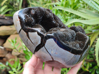Polished Septerye Sauvage "Dragons Egg" x 1 From Mahajanga, Madagascar