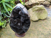 Polished Septerye Sauvage "Dragons Egg" x 1 From Mahajanga, Madagascar
