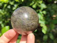 Polished Rare Pharaoh Stone Spheres x 3 From Zimbabwe