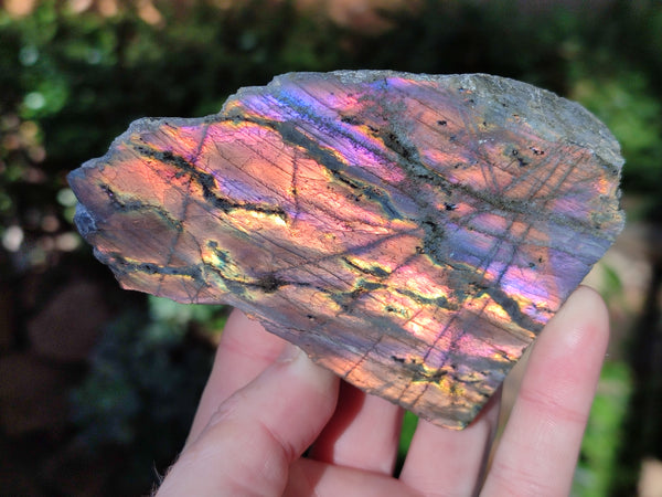 Polished On One Side Labradorite Plates x 6 From Tulear, Madagascar
