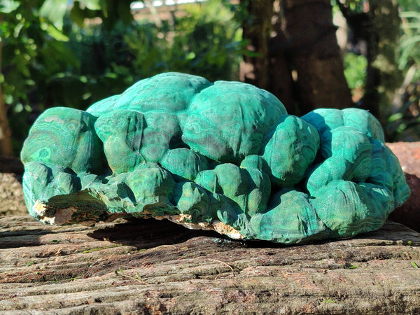Natural XL Botryoidal Malachite Specimen - Ideal for Cutting x 1 From, Congo