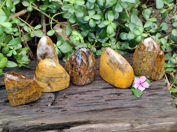 Polished Neolite Standing Free Forms x 6 From Prieska, South Africa