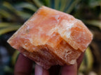 Natural Sunset Orange Calcite Specimens x 12 From Spitzkop, Namibia - Toprock Gemstones and Minerals 