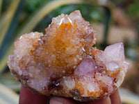 Natural Mixed Spirit Quartz Clusters x 35 From Boekenhouthoek, South Africa - Toprock Gemstones and Minerals 