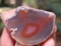 Polished On One Side Red Sashe River Agate Nodules x 12 From Zimbabwe