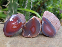 Polished On One Side Red Sashe River Agate Nodules x 12 From Zimbabwe