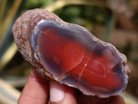 Polished On One Side Red Sashe River Agate Nodules x 12 From Zimbabwe