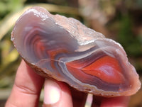 Polished On One Side Red Sashe River Agate Nodules x 12 From Zimbabwe