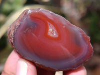 Polished On One Side Red Sashe River Agate Nodules x 12 From Zimbabwe