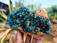 Natural Dioptase On Dolomite Specimens x 2 From Likasi, Congo