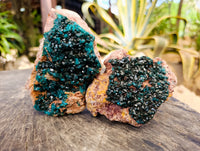 Natural Dioptase On Dolomite Specimens x 2 From Likasi, Congo