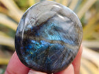 Polished Labradorite Palm Stones x 30 From Tulear, Madagascar - Toprock Gemstones and Minerals 