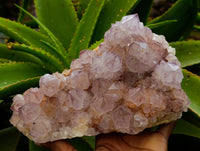 Natural Dark Amethyst Spirit Quartz Clusters x 1 From Boekenhouthoek, South Africa