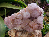 Natural Dark Amethyst Spirit Quartz Clusters x 1 From Boekenhouthoek, South Africa