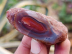 Polished On One Side Red Sashe River Agate Nodules x 24 From Zimbabwe - Toprock Gemstones and Minerals 