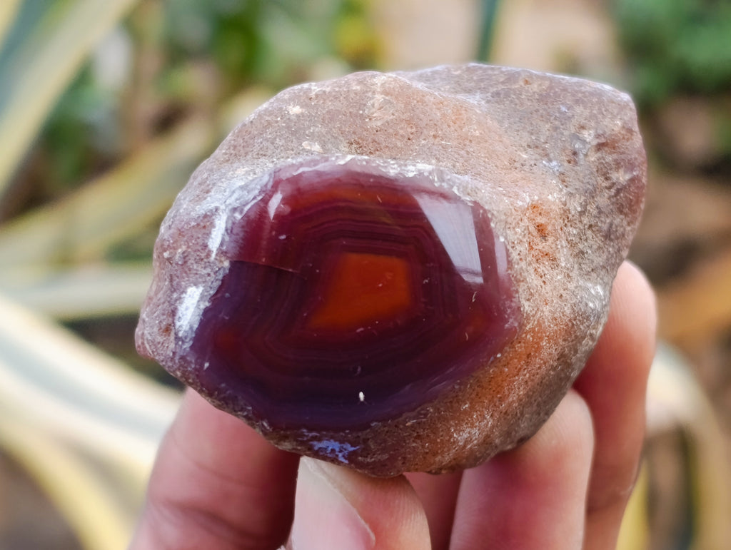 Polished On One Side Red Sashe River Agate Nodules x 24 From Zimbabwe - Toprock Gemstones and Minerals 
