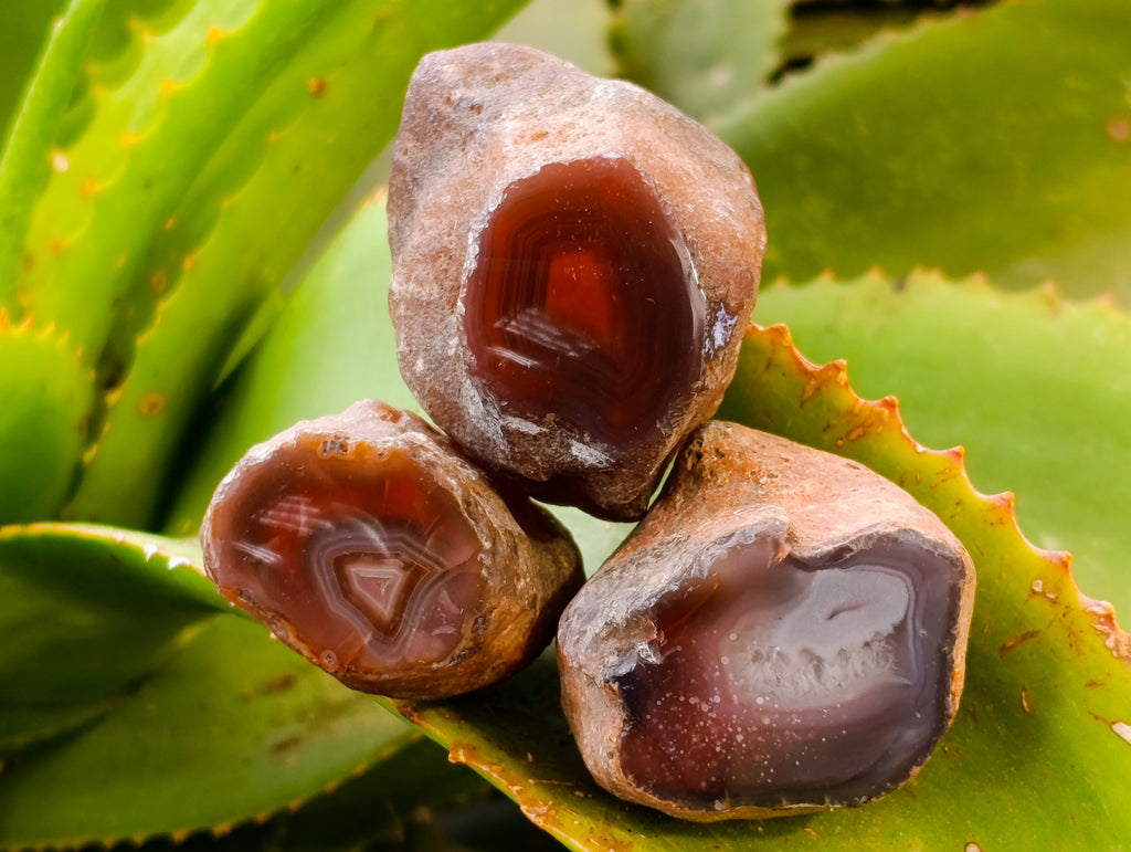 Polished On One Side Red Sashe River Agate Nodules x 24 From Zimbabwe - Toprock Gemstones and Minerals 
