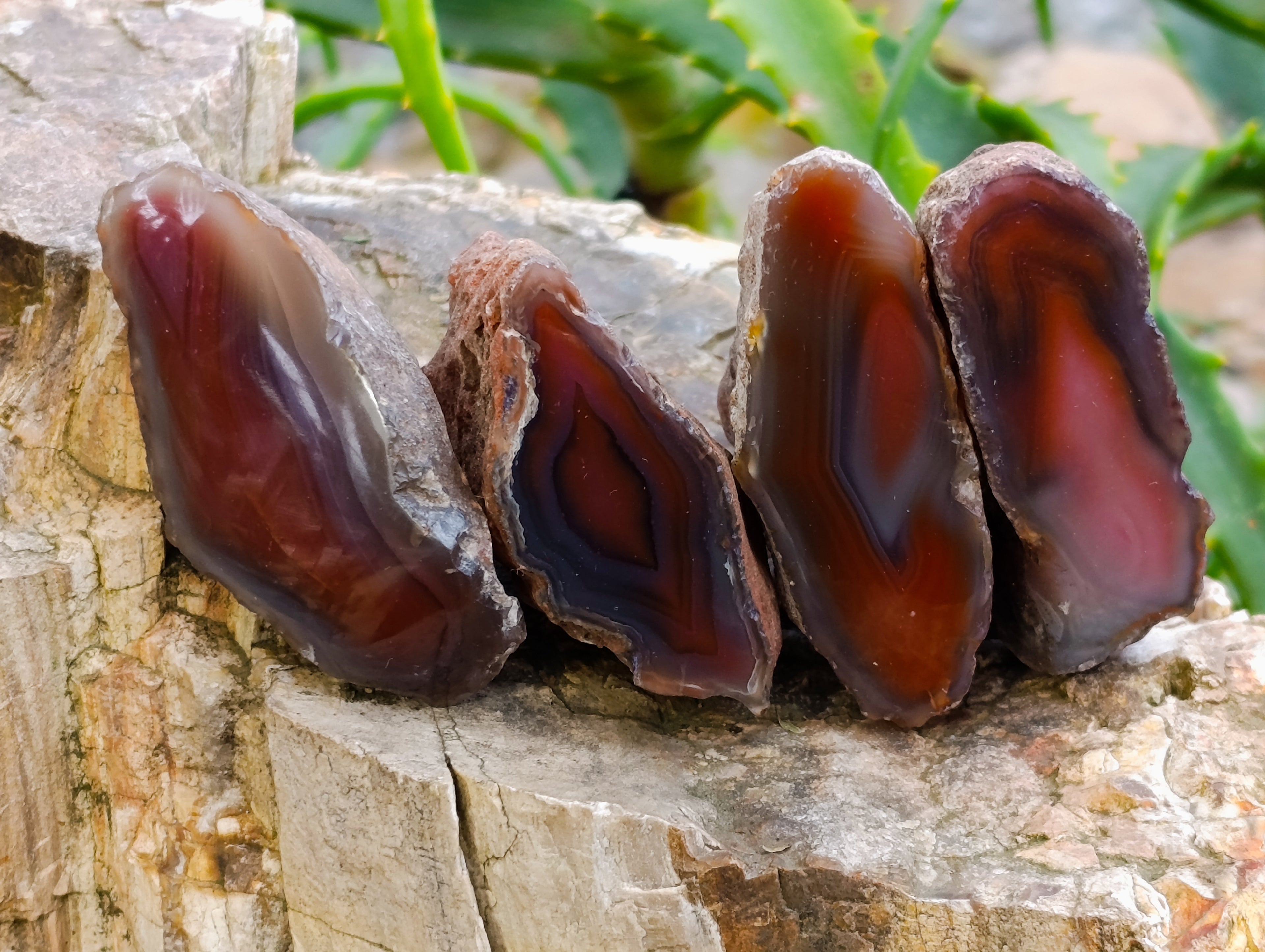 Polished On One Side Red Sashe River Agate Nodules x 24 From Zimbabwe - Toprock Gemstones and Minerals 