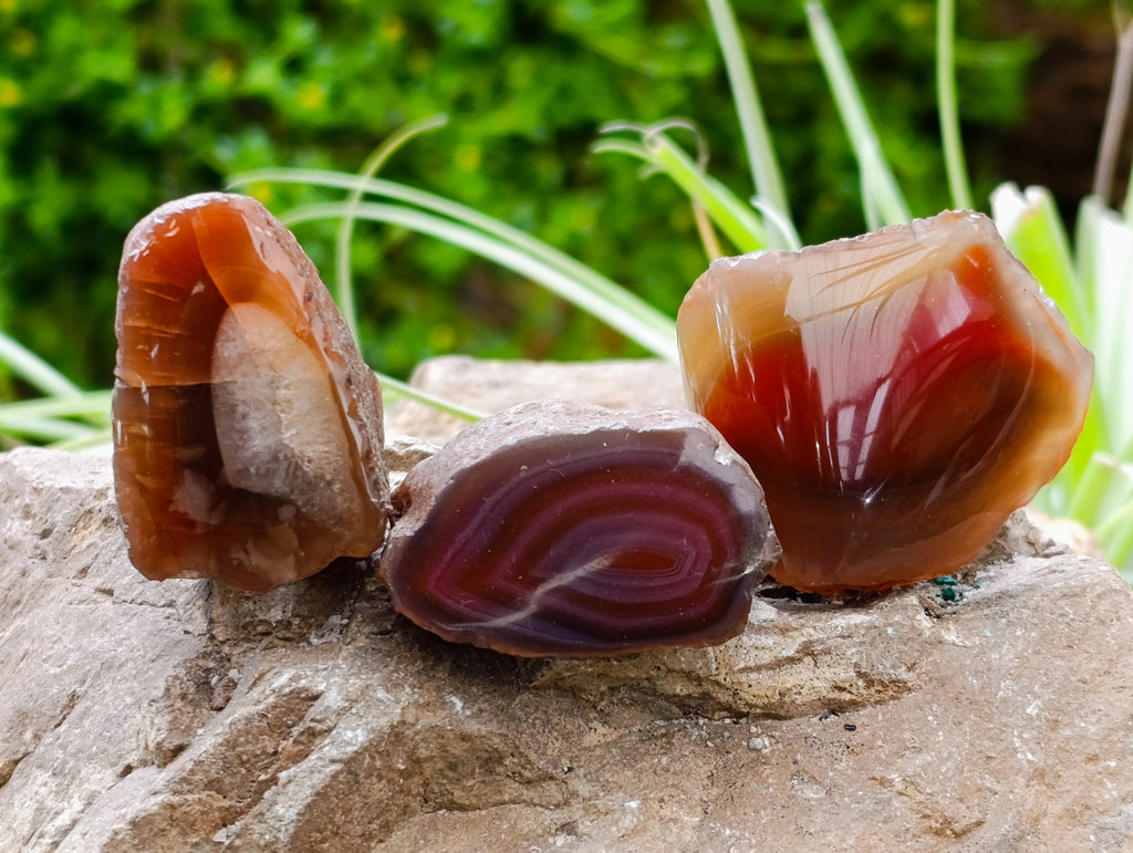 Polished On One Side Red Sashe River Agate Nodules x 24 From Zimbabwe - Toprock Gemstones and Minerals 