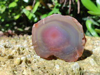 Polished On One Side Red Sashe River Agate Nodules x 12 From Zimbabwe