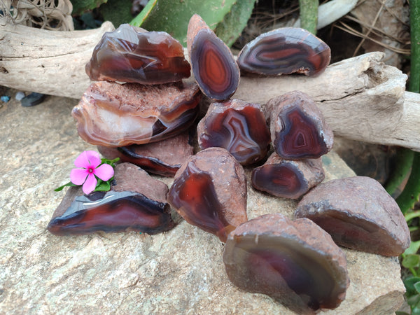 Polished On One Side Red Sashe River Agate Nodules x 12 From Zimbabwe