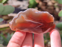 Polished On One Side Red Sashe River Agate Nodules x 12 From Zimbabwe