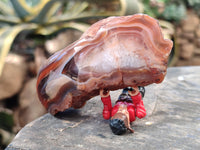 Polished On One Side Red Sashe River Agate Nodules x 12 From Zimbabwe
