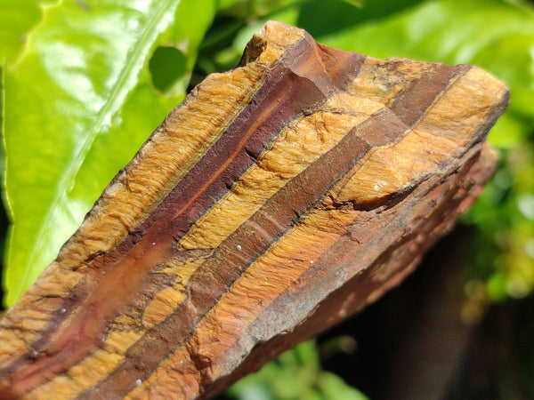 Natural Tiger's Eye Cutting Material x 14 From Prieska, South Africa