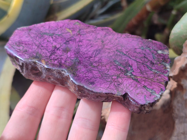 Polished On One Side Purpurite Slabs x 4 From Namibia