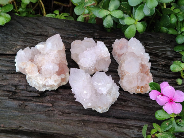 Natural Cactus Spirit Amethyst Clusters x 4 From Boekenhouthoek, South Africa